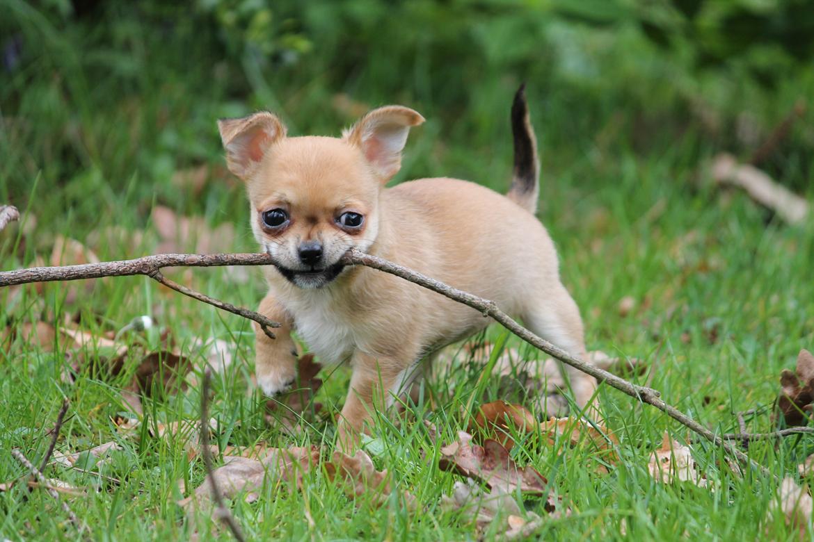 Chihuahua Chihuanas Flush of Hearts - Momo - Frække Momo, 8 uger gammel :) 28/4 2012 billede 32