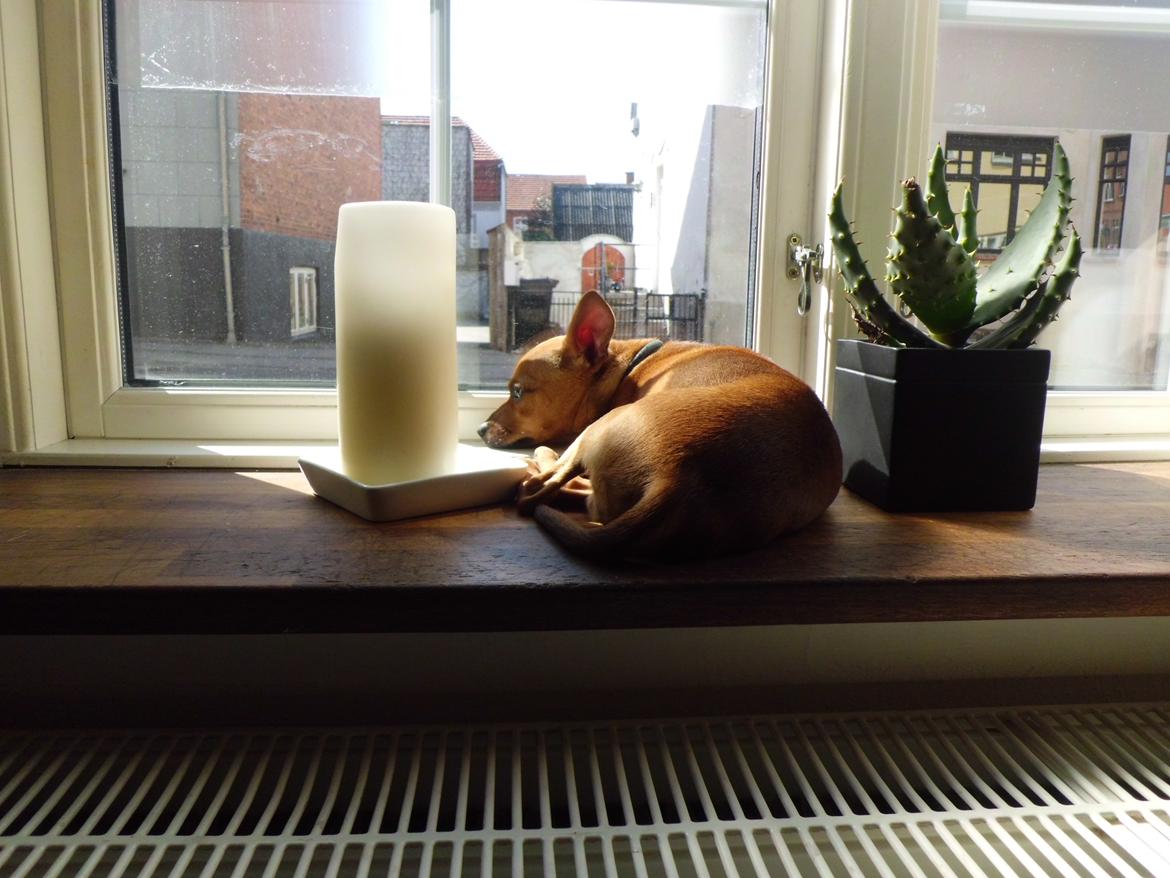 Blanding af racer Budda " Mors dreng" billede 1