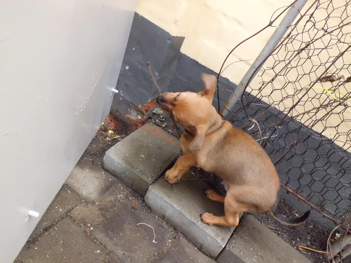 Blanding af racer Budda " Mors dreng" billede 2