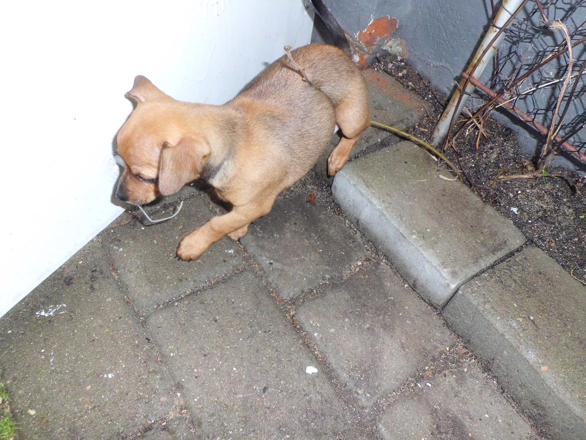 Blanding af racer Budda " Mors dreng" billede 3