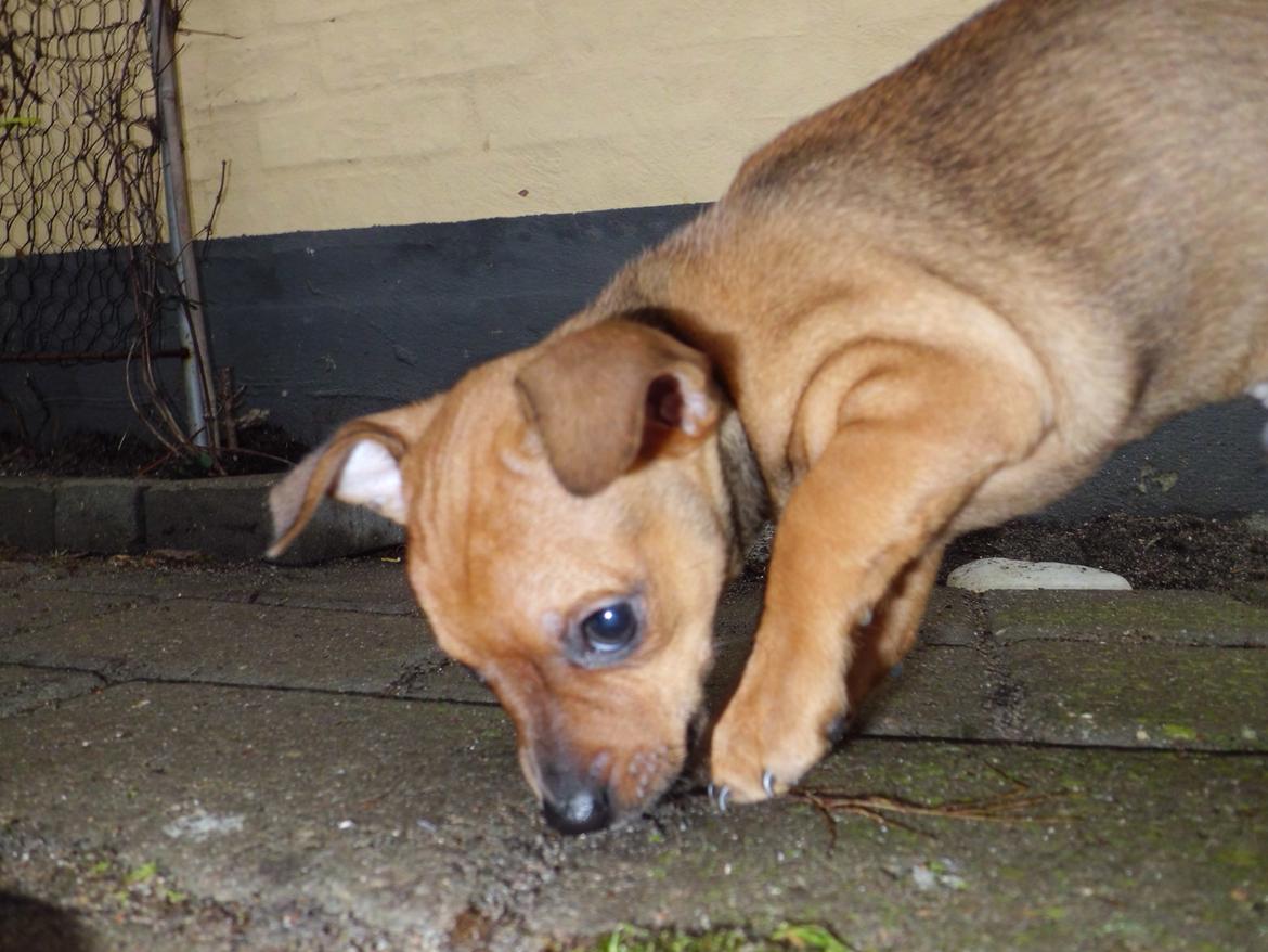 Blanding af racer Budda " Mors dreng" billede 4