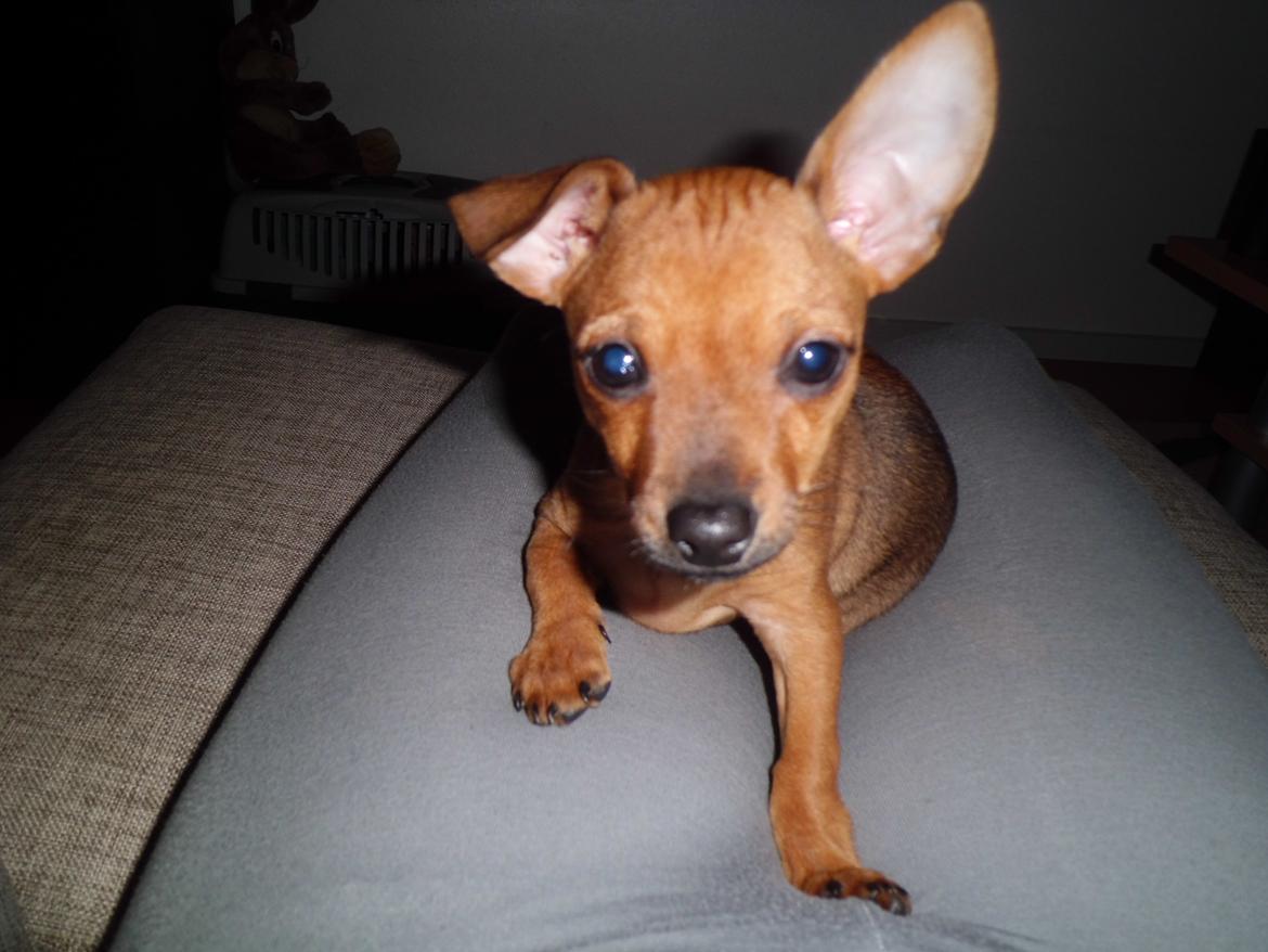 Blanding af racer Budda " Mors dreng" billede 5