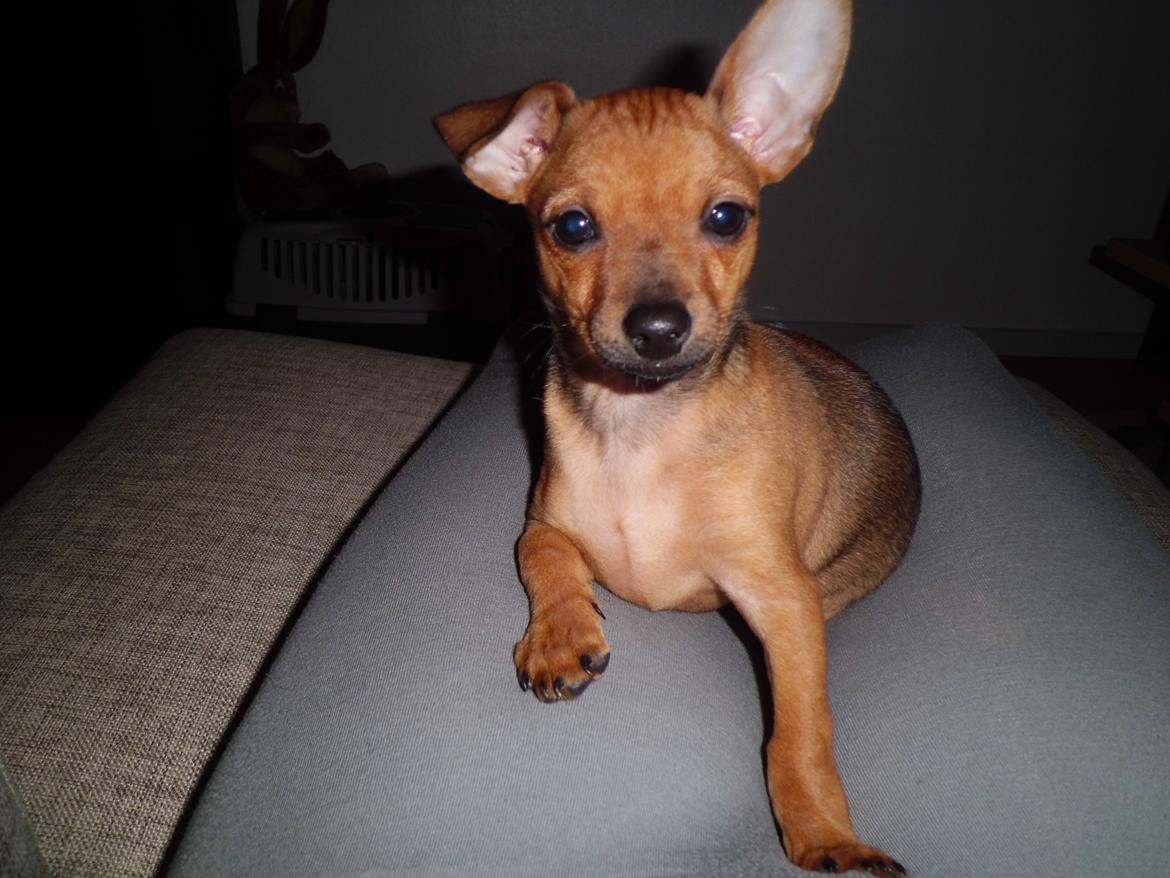 Blanding af racer Budda " Mors dreng" billede 6