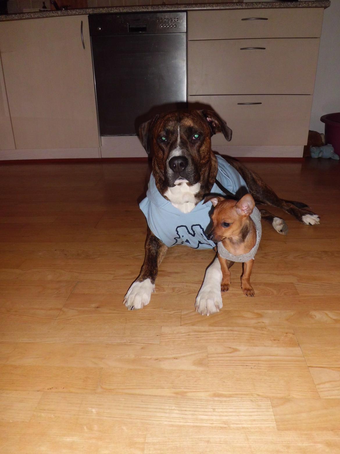 Blanding af racer Budda " Mors dreng" billede 7