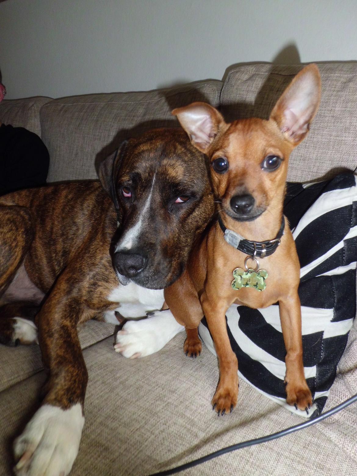 Blanding af racer Budda " Mors dreng" billede 9