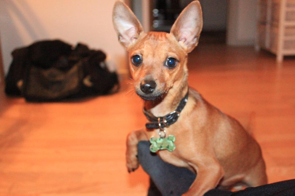 Blanding af racer Budda " Mors dreng" billede 10