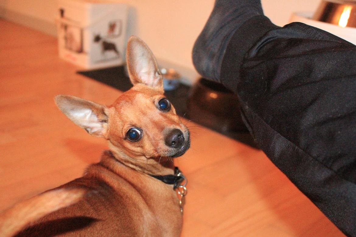 Blanding af racer Budda " Mors dreng" billede 11