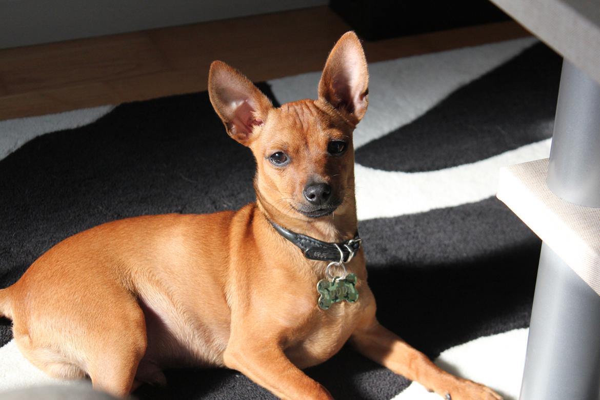 Blanding af racer Budda " Mors dreng" billede 12