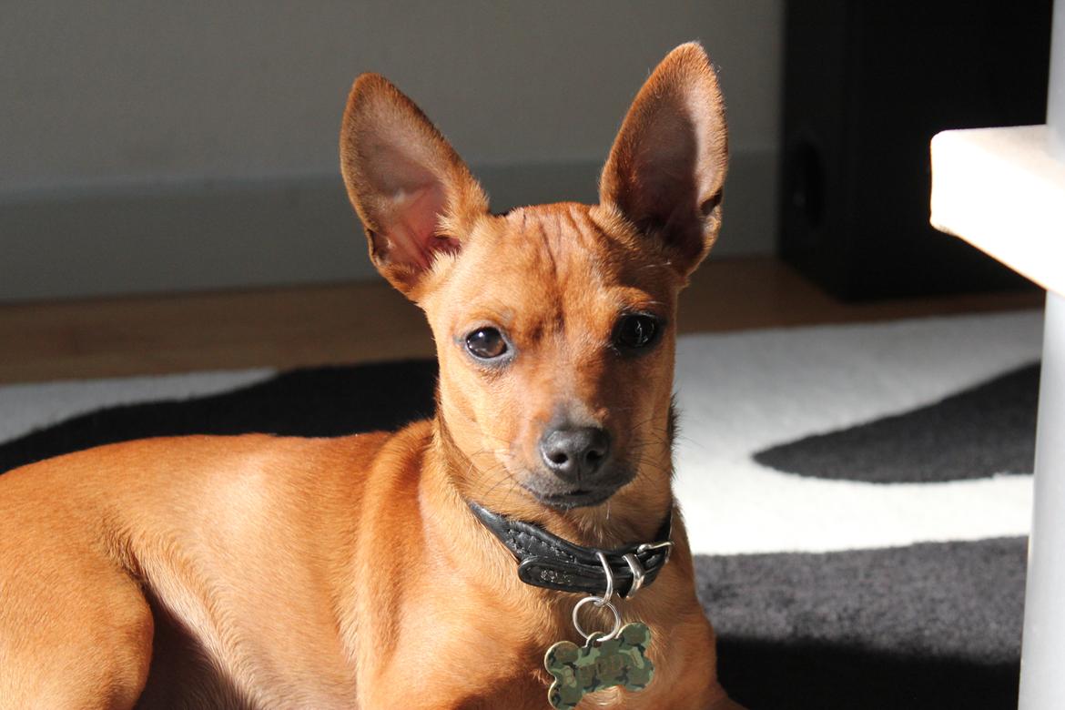 Blanding af racer Budda " Mors dreng" billede 13