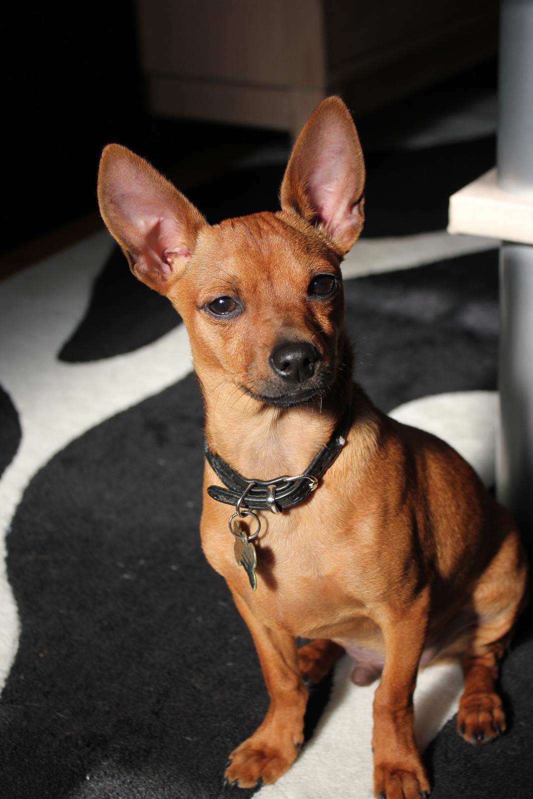 Blanding af racer Budda " Mors dreng" billede 14