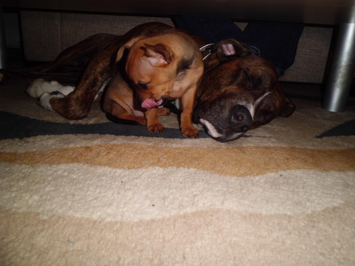 Blanding af racer Gizmo " Fars hund" billede 12