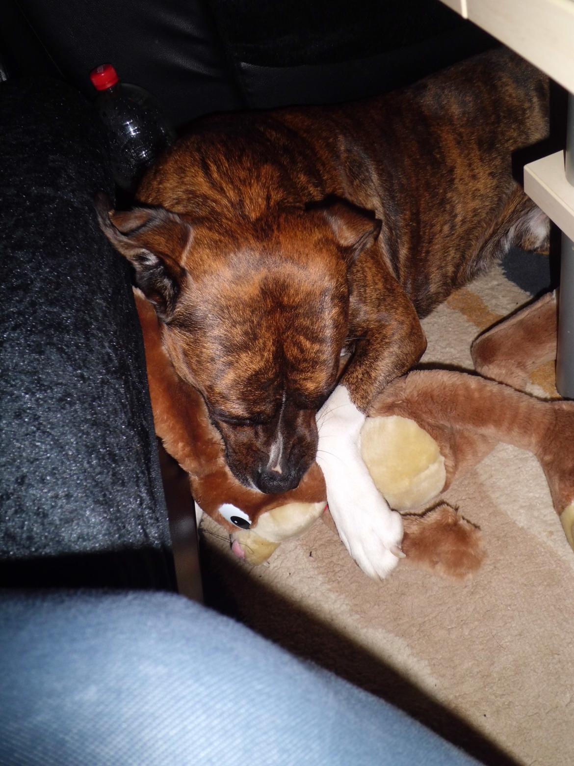 Blanding af racer Gizmo " Fars hund" billede 7