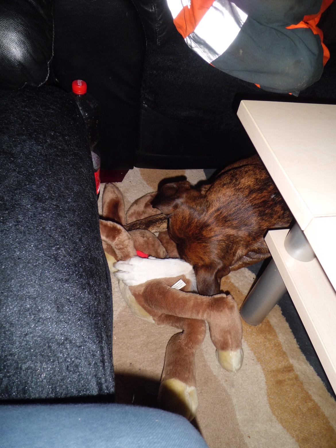 Blanding af racer Gizmo " Fars hund" billede 8