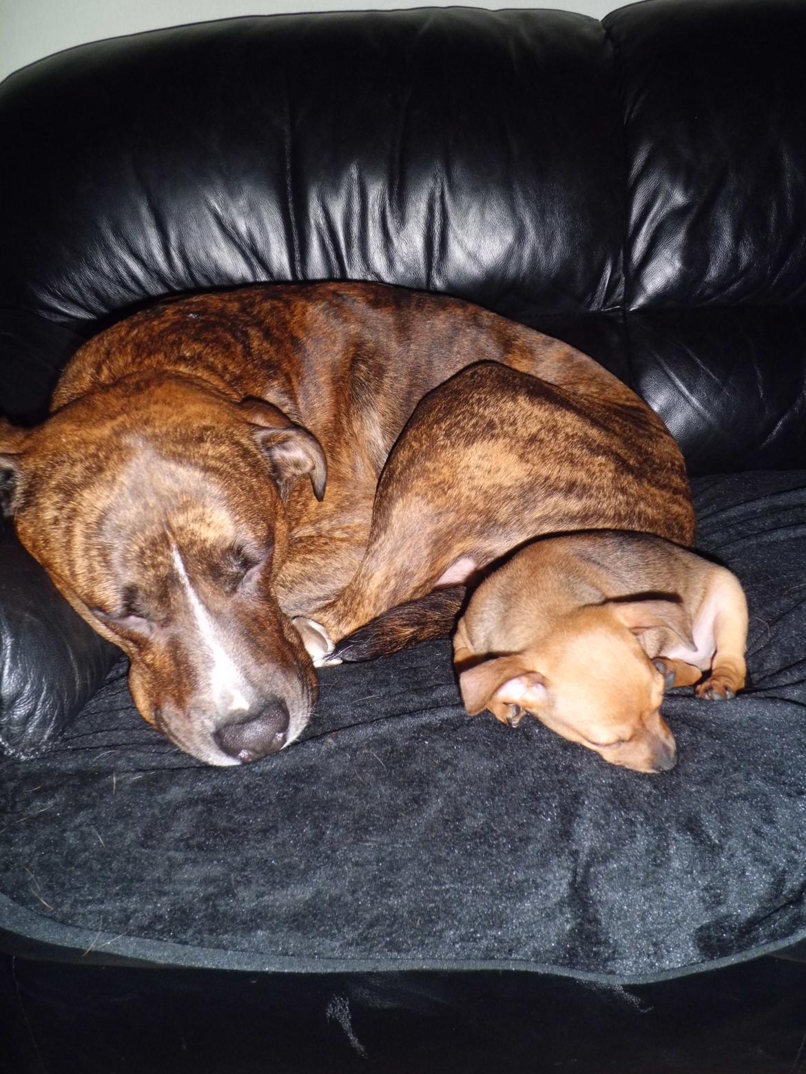 Blanding af racer Gizmo " Fars hund" billede 10