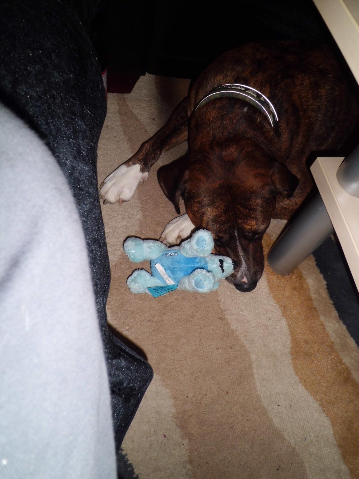 Blanding af racer Gizmo " Fars hund" billede 11