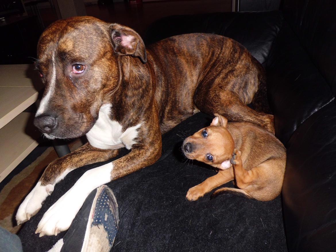 Blanding af racer Gizmo " Fars hund" billede 9