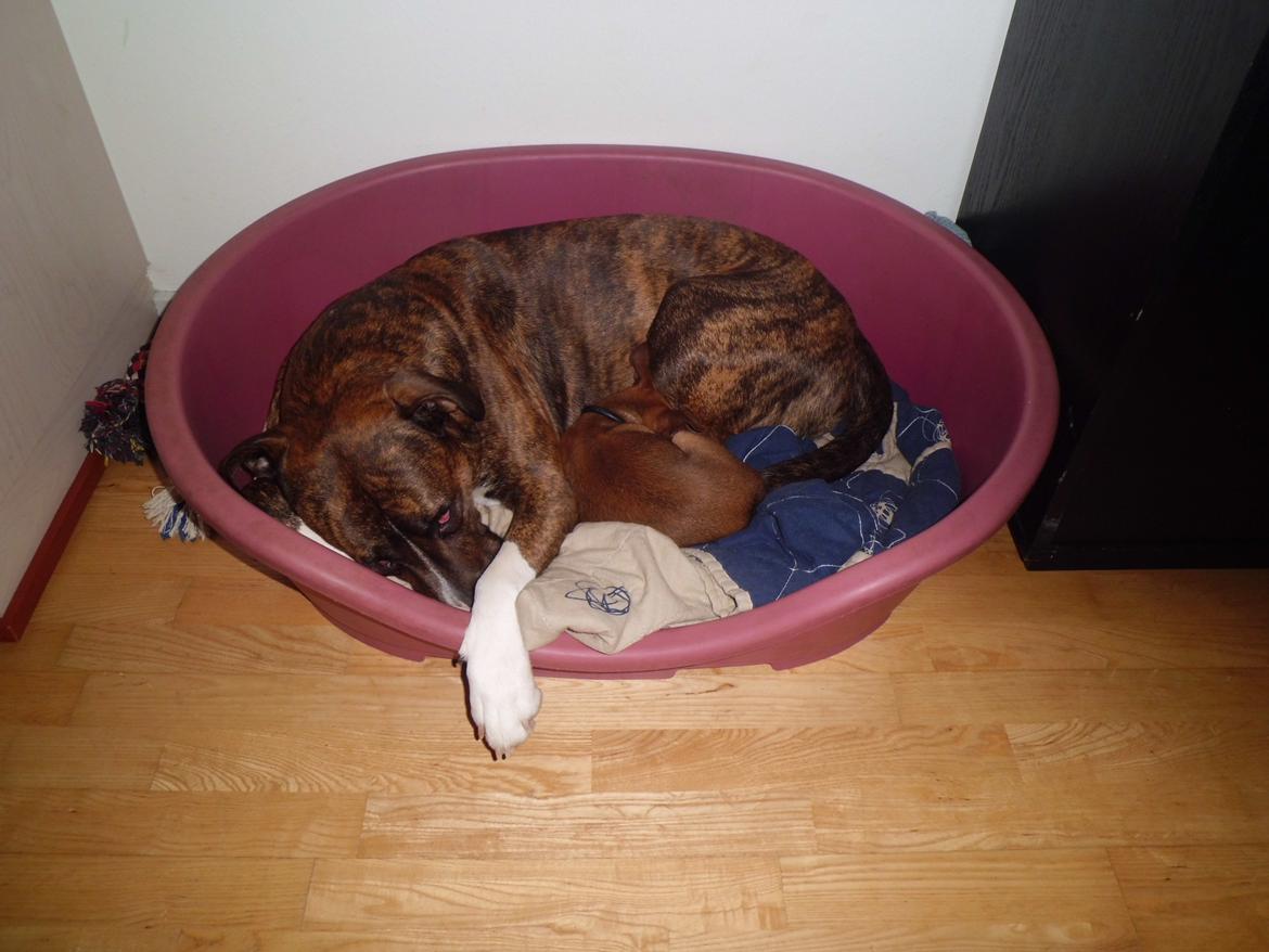 Blanding af racer Gizmo " Fars hund" billede 15