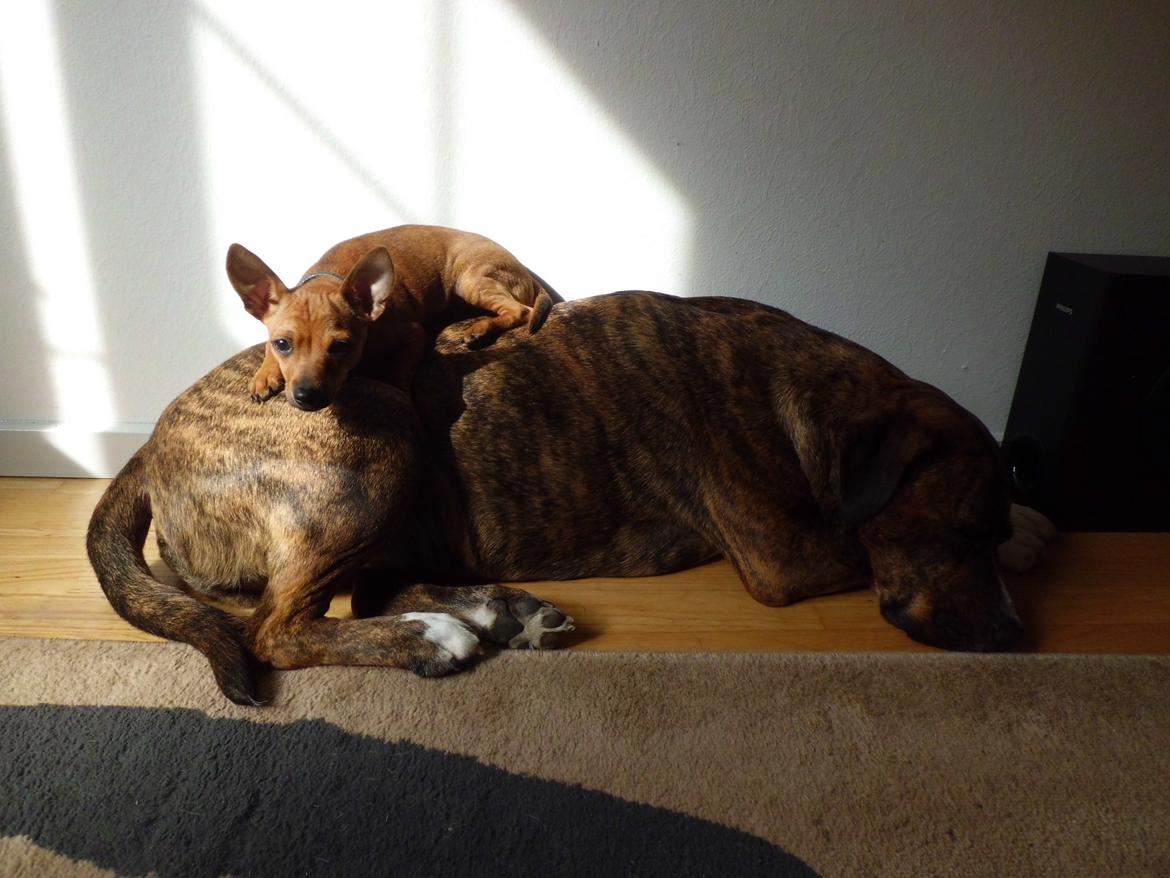 Blanding af racer Gizmo " Fars hund" billede 6