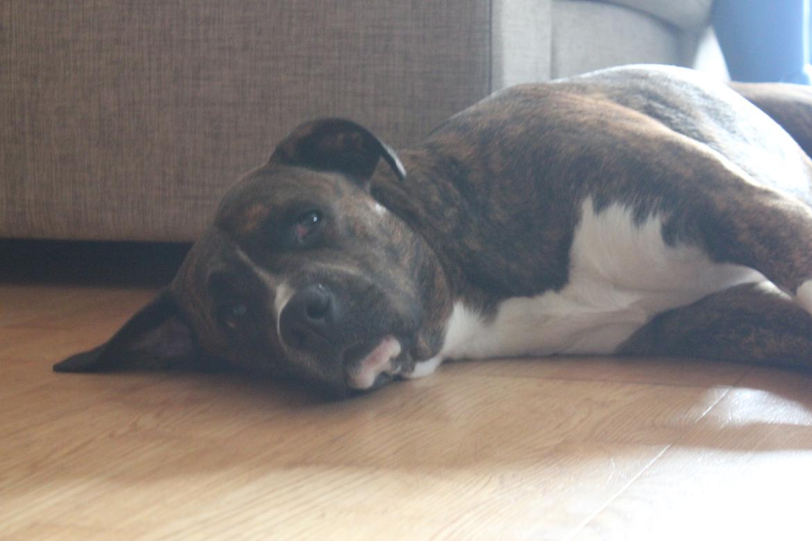 Blanding af racer Gizmo " Fars hund" billede 14