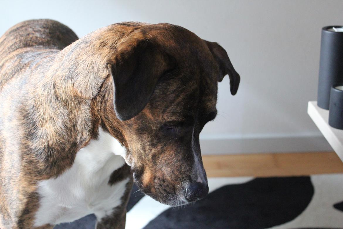 Blanding af racer Gizmo " Fars hund" billede 2