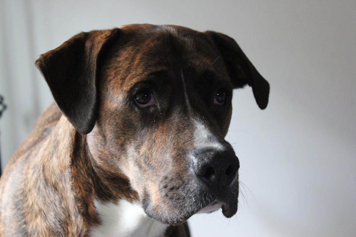 Blanding af racer Gizmo " Fars hund" billede 13