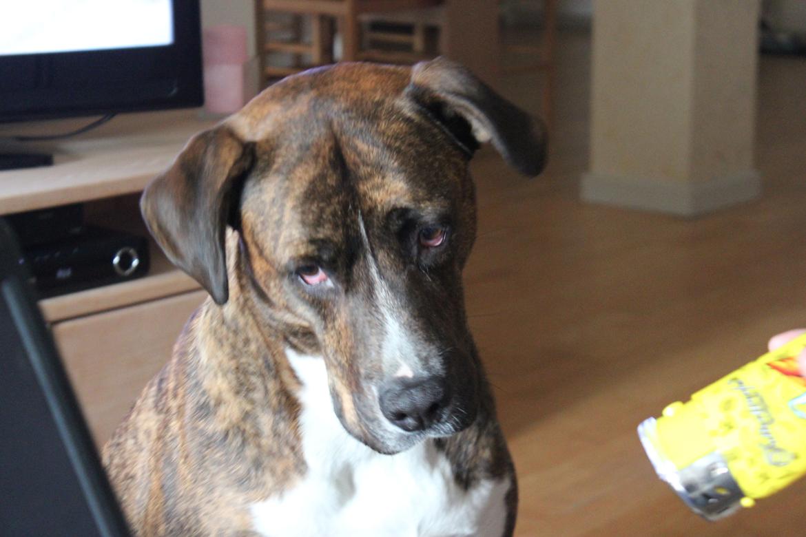 Blanding af racer Gizmo " Fars hund" billede 1