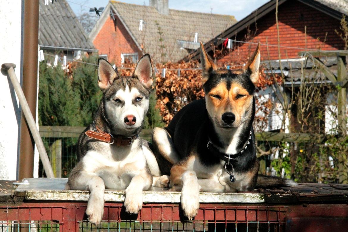 Blanding af racer Trinity billede 4