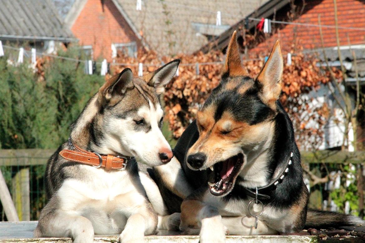 Blanding af racer Nishka billede 10