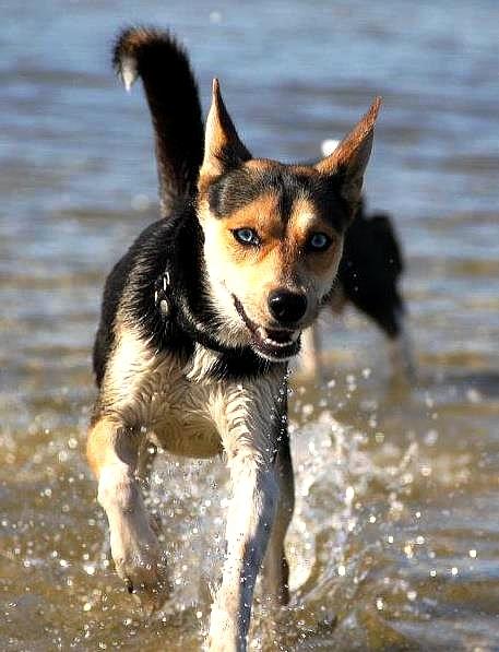 Blanding af racer Nishka billede 11