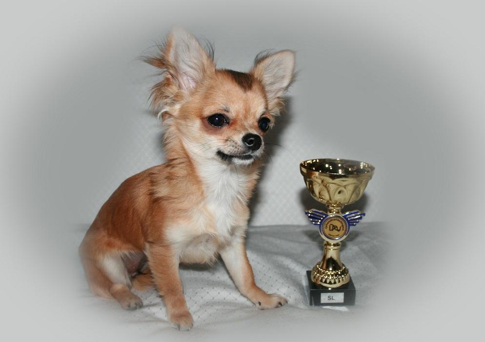 Chihuahua Siff (Solgt) billede 1