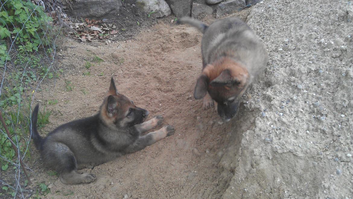 Schæferhund kegean  billede 15