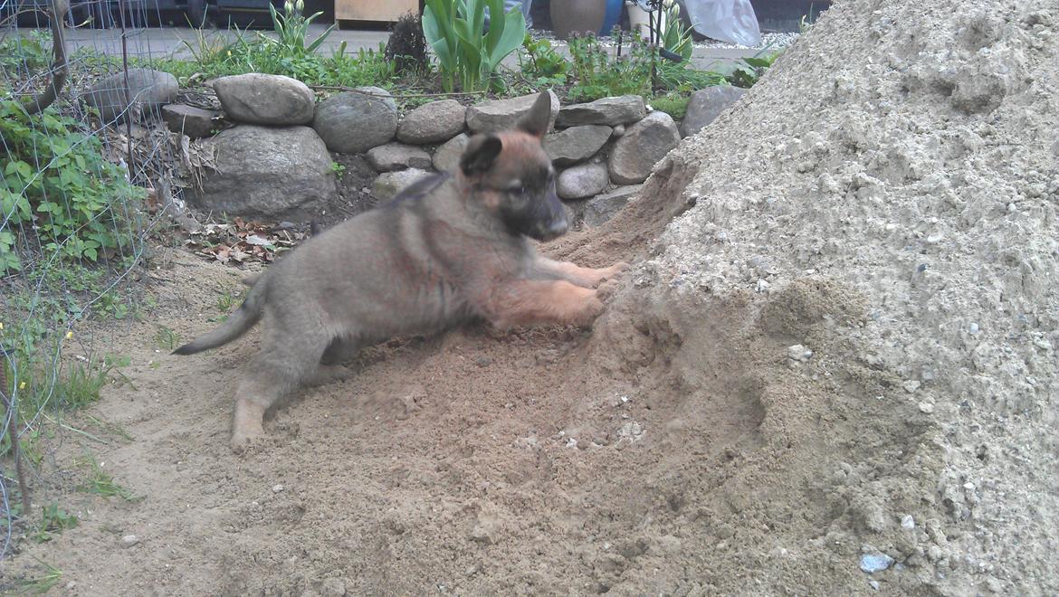 Schæferhund kegean  billede 16