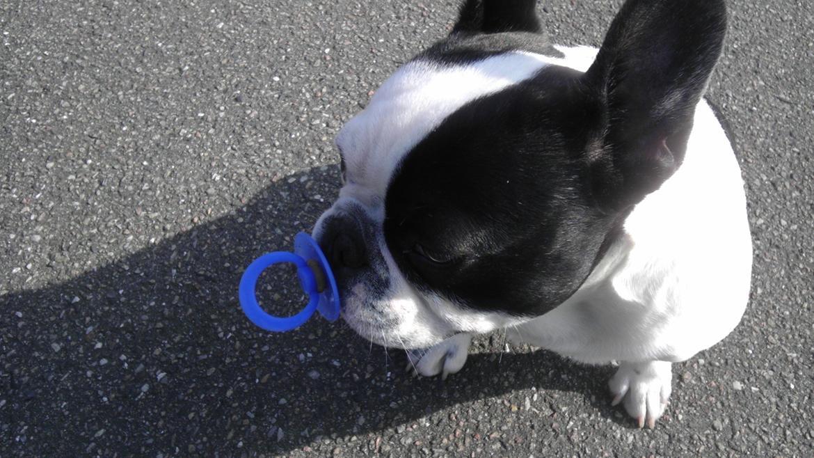 Fransk bulldog Hund billede 2