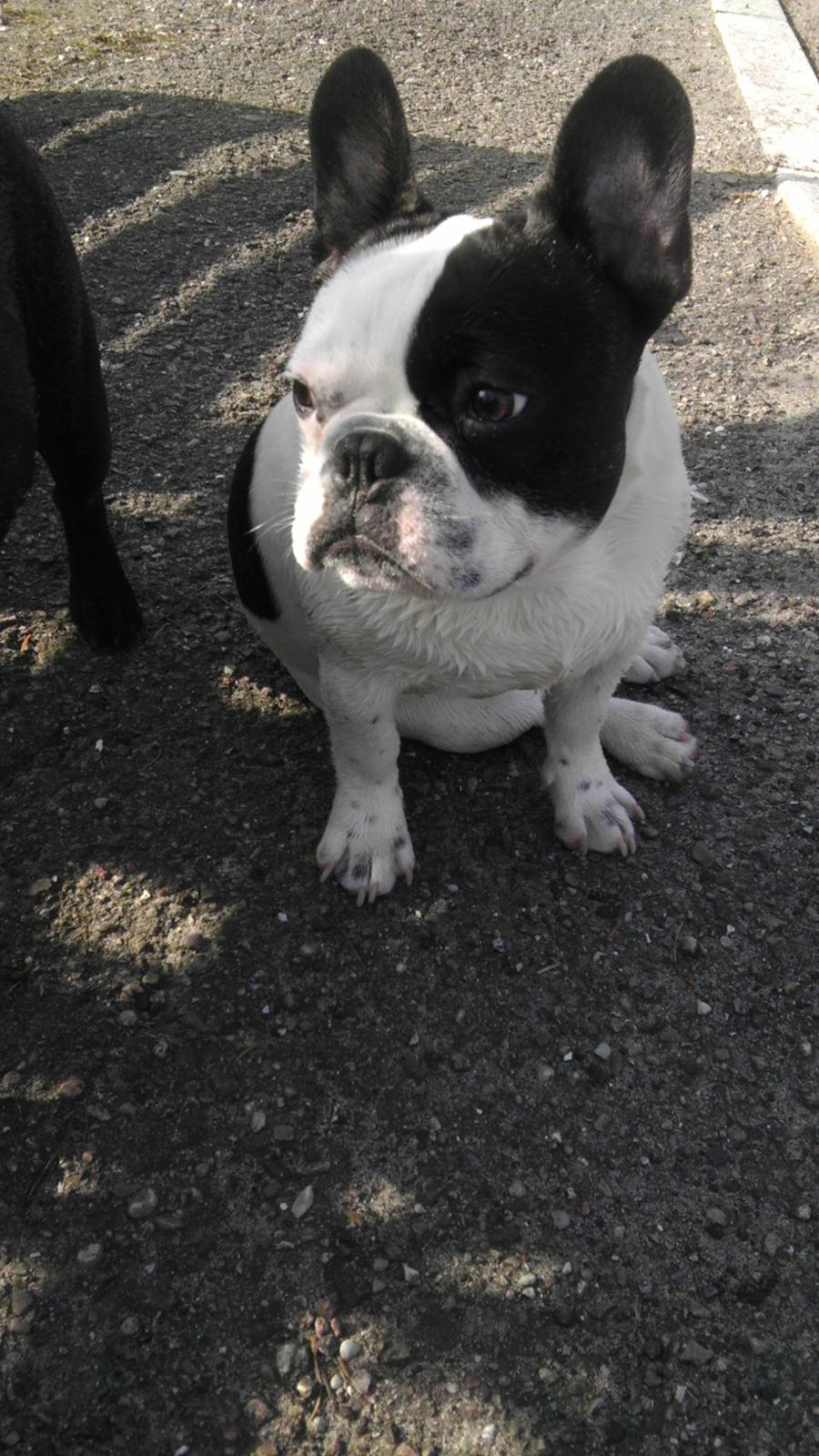 Fransk bulldog Hund billede 3
