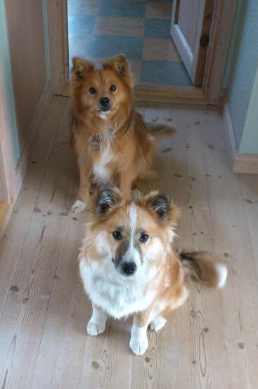 Islandsk fårehund Saga - Nu er jeg 7 måneder gammel :-) billede 20