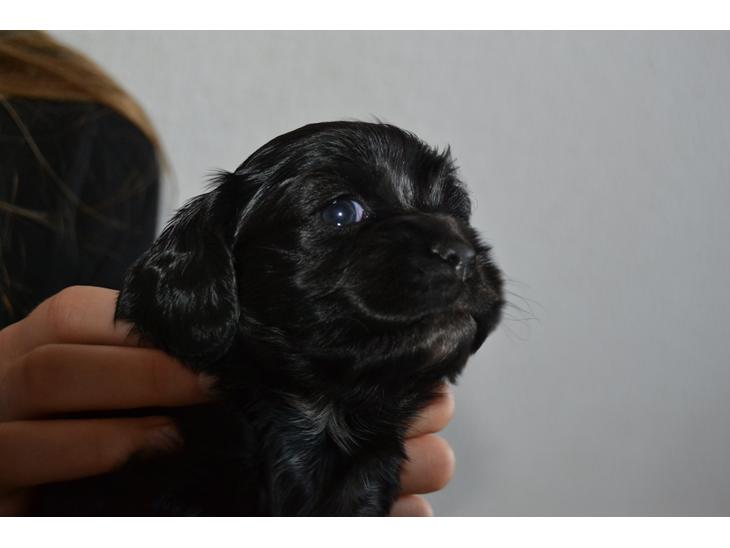 Blanding af racer Lady - Velkommen til Nelly s profil billede 1