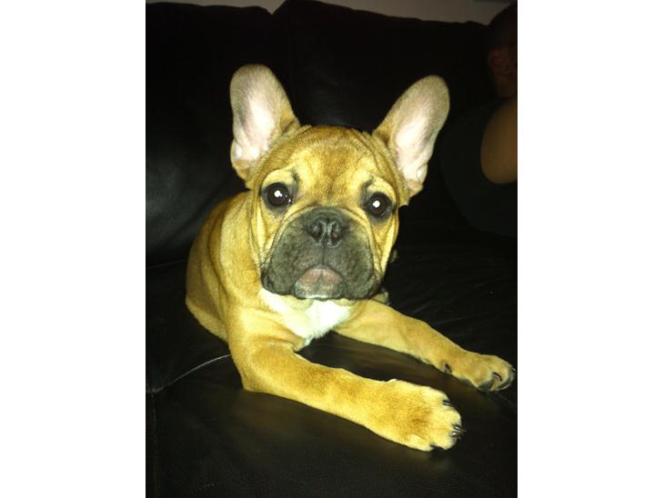 Fransk bulldog Alba - Vores dejlige prinsesse. <3 billede 1