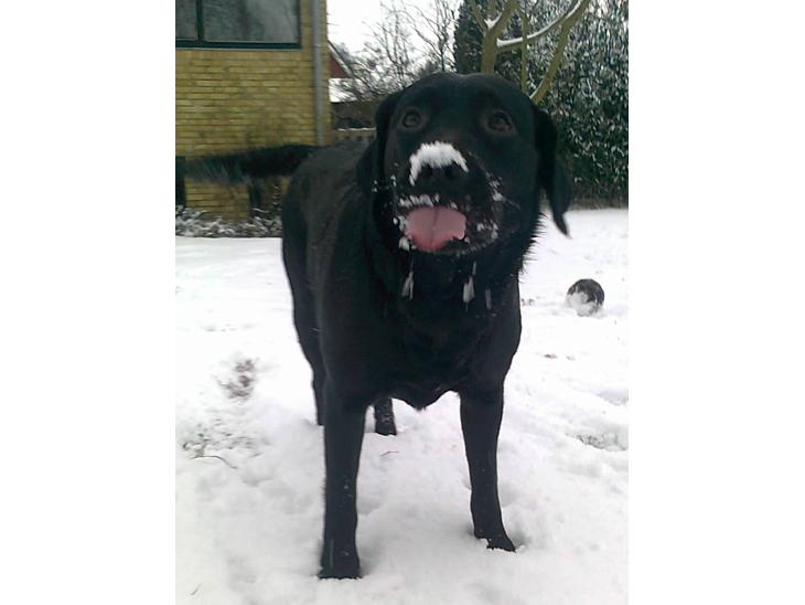 Labrador retriever Luna billede 1