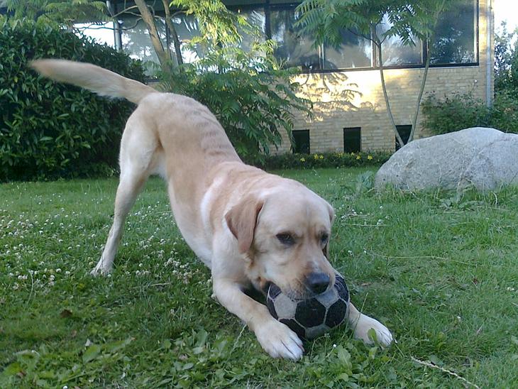 Labrador retriever Thor billede 1
