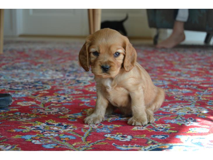 Blanding af racer Grisling (Charlie) - Velkommen til Grisling/Charlies profil!<3 billede 1
