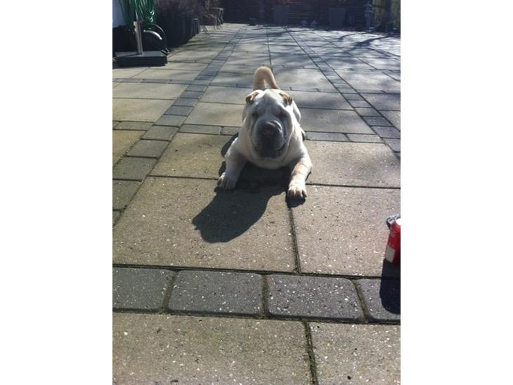Shar pei Bonzoo Nihoo-sin - Bonzoo nyder solen på terrassen billede 2