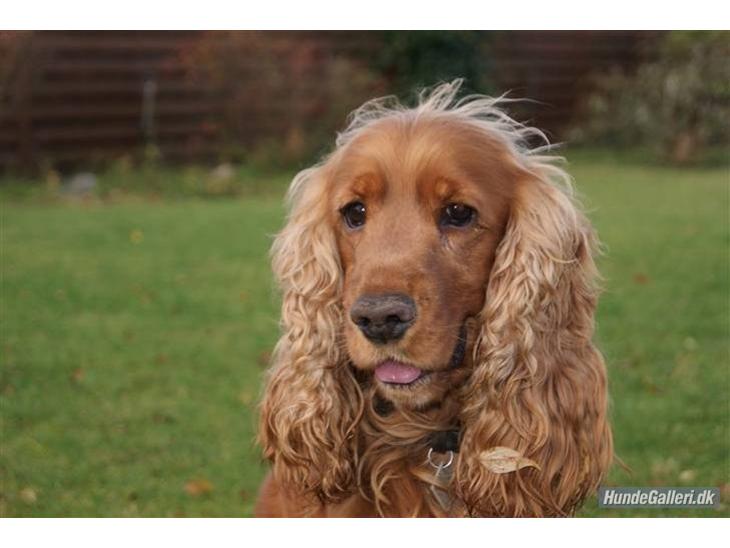 Cocker spaniel Silas  - Silas i haven ;)  billede 1