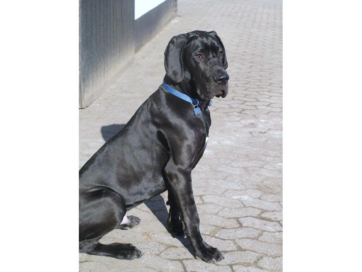 Grand danois Viggo - Viggo marts 2012. Et halvt år gammelt. billede 1