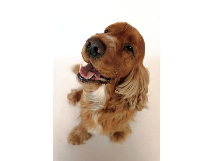 Cocker spaniel Morgan - "Hej og velkommen til min profil - Jeg hedder Morgan" billede 1