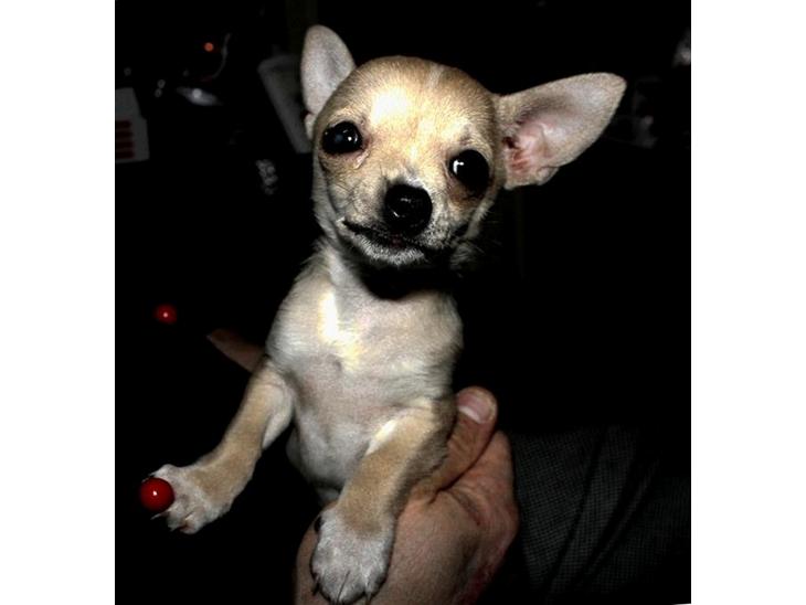 {{currentPhoto.altText}} billede {{currentPhoto.number}}