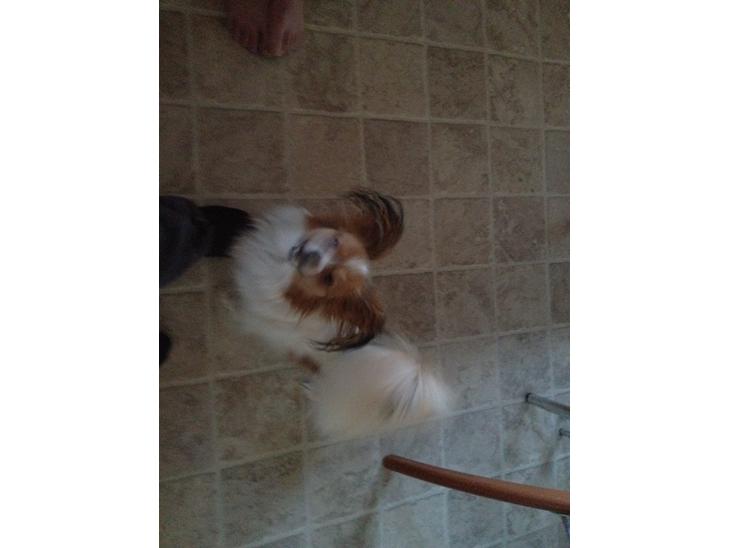 Papillon Chilli billede 1