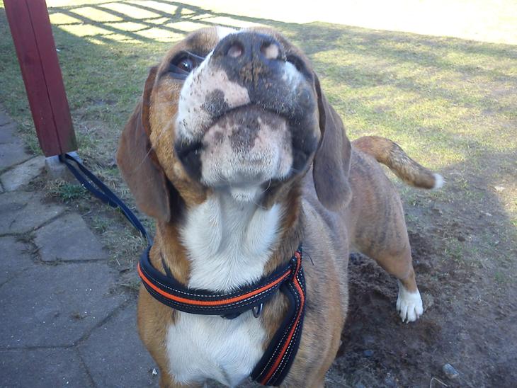 {{currentPhoto.altText}} billede {{currentPhoto.number}}