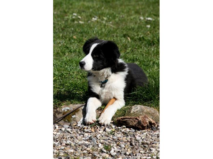 {{currentPhoto.altText}} billede {{currentPhoto.number}}