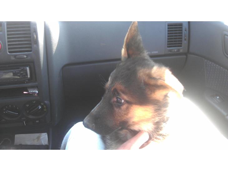Schæferhund Elverhøj Karouso (Joey) - turen hjem og joey´s første køre tur billede 1