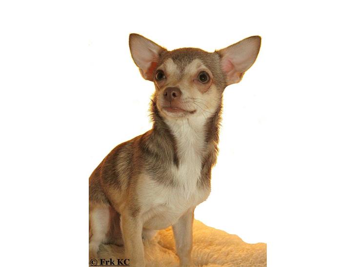Chihuahua high fly BALTO billede 1